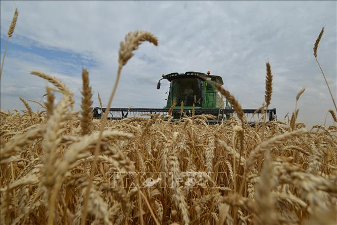 Nga nhất trí cung cấp 5 triệu tấn lúa mì và ngũ cốc cho Iran